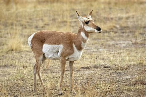 A female pronghorn antelope stands on the grassy prairie in western ...