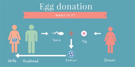 Egg Donation: Everything you need to know | Dunya IVF Fertility Clinic