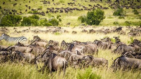 3 Days Masai Mara Safari | 3-day Wildebeest Safari Masai Mara