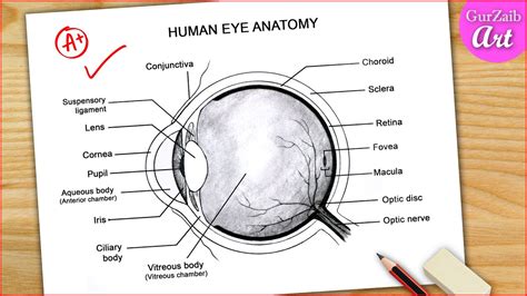 Eye Diagram Easy To Draw Labelled Diagram Of Human Eye Anatomy Step ...