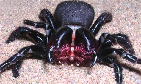 20 Most Dangerous Venomous Spiders of the World's - 10 top trending