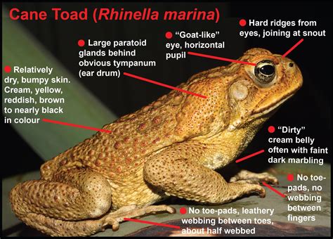 How can you tell the difference between a Cane Toad and a native ...