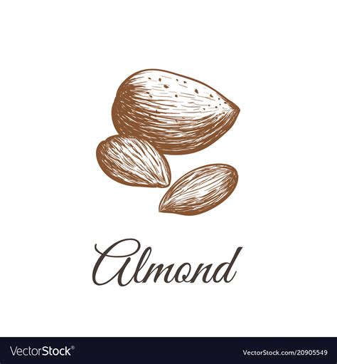 Almond sketch almond nut Royalty Free Vector Image