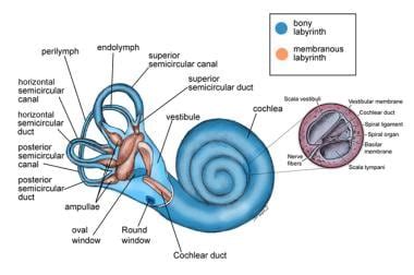 Vestibular System Anatomy: Overview, Membranous Labyrinth, Vestibular ...