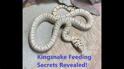 Kingsnake Feeding Secrets Revealed! - YouTube