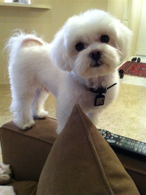 Maltese Dog Info, Life Expectancy, Size, Temperament, Puppies, Pictures