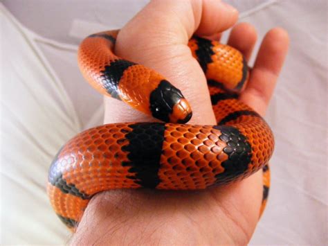 my Pet snake 'Noodle' | Pet snake, Small pets, Pet supplies