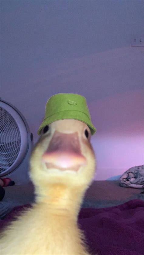 Bucket hat duck meme | Imágenes de tortuga, Humor de animales, Fotos de ...