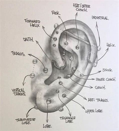 👂🏻Ear Piercings Diagram @piercingsworks