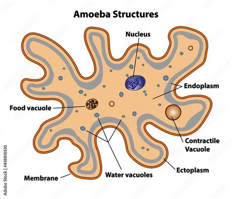 Detailed Diagram Of Amoeba Labeled Anatomy Of Amoeba Stock Vector ...