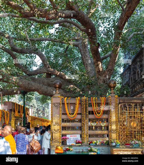 Bodhi Tree, Mahabodhi Temple, Bodh Gaya, Bihar, India Stock Photo - Alamy