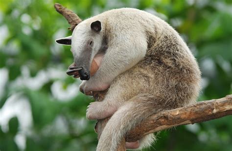 Southern Tamandua Facts, Habitat, Diet, Life Cycle, Baby, Pictures