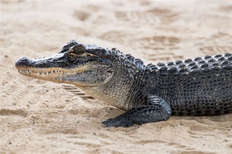 Crocodile vs. Caiman: What’s the Difference? - SeaQuest