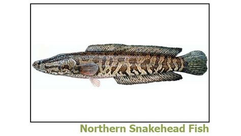 Northern Snakehead Fish