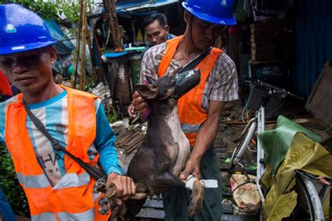 Buddhist chants calm stray Myanmar mutts - Asia Times