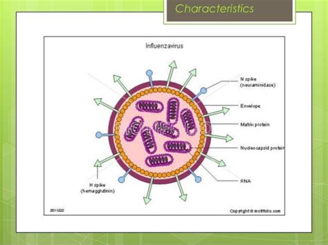 Orthomyxoviridae (2)