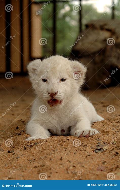 White lion cub stock photo. Image of solitary, lion, cubs - 483312