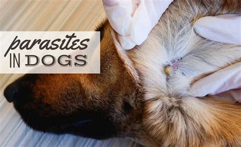 Parasites In Dogs: Types, Symptoms, Treatment, Prevention & More