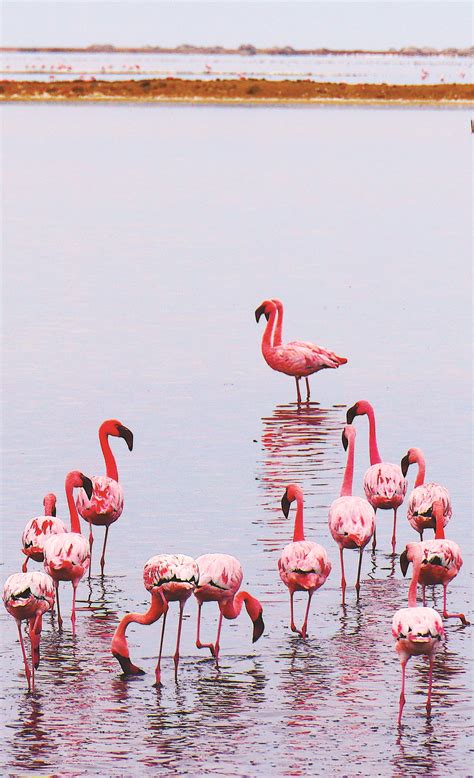 #Flamingos in #Walvis Bay Lagoon #Namibia | Namibia travel, Africa ...