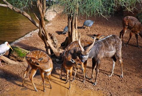 Sitatunga Antelope stock photo. Image of africa, water - 12933132