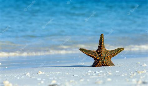 Premium Photo | Starfish on the beach