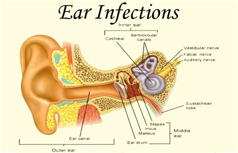 Ear Infection | Causes, Symptoms and Treatment