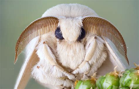 Silkworm moth - Bombyx mori | Componon-S 80mm | Güray Dere | Flickr