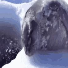 Spinning Seal Meme Gif - Draw-plum