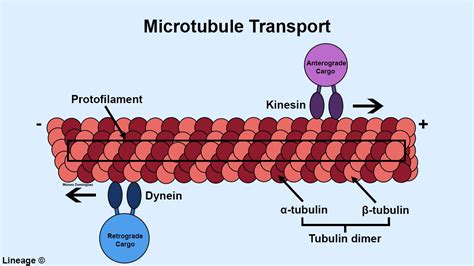 Microtubules - Biochemistry - Medbullets Step 1