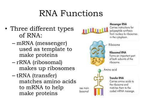 PPT - Notes: Chapter 13: RNA & Protein Synthesis PowerPoint ...