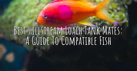 Best Hillstream Loach Tank Mates: A Guide to Compatible Fish – Aqua Revolt