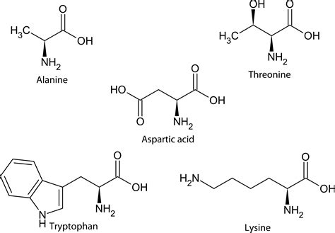 Amino Acid Classification and Structure ( Read ) | Chemistry | CK-12 ...