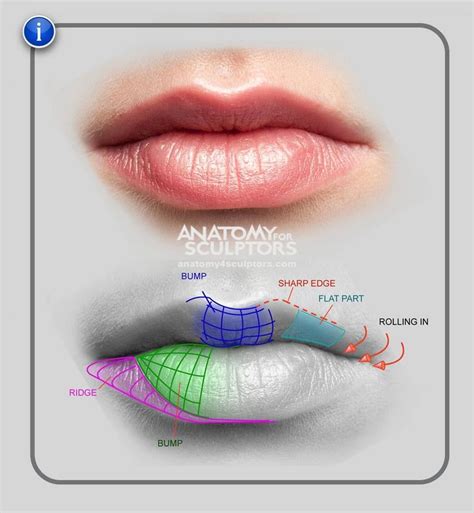 Pin on Tutoriales de anatomía