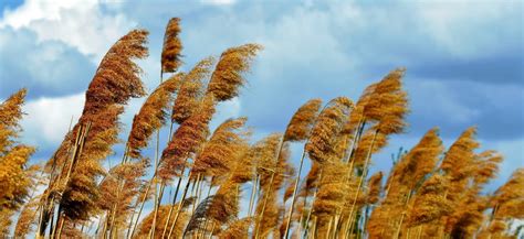 Horticulturists Recommend These 59 Tolerant Plants For Windy Garden ...