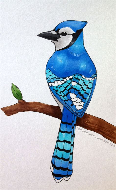 Blue Jay Bird Drawing at GetDrawings | Free download