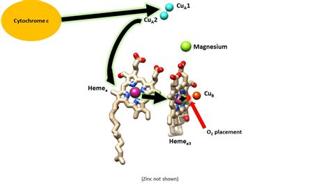 Cytochrome Oxidase - Chemistry LibreTexts