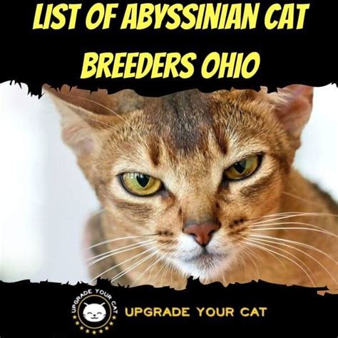 Abyssinian Cat Breeders Ohio | Kittens & Cats for Sale