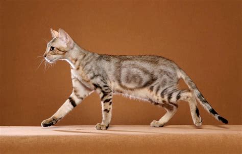 Sokoke Cat: Adorable, active, and scarce - Feline Paws