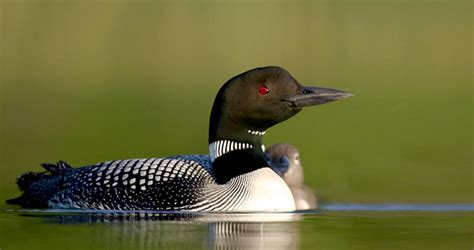 Common Loon Identification, All About Birds, Cornell Lab of Ornithology