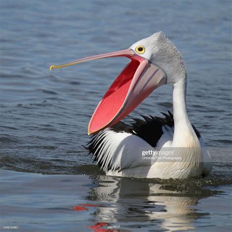 Courting Australian Pelican talking to her mate. Taken at Blackwall ...