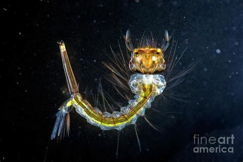 Culex Mosquito Larva Photograph by Dr Keith Wheeler/science Photo ...