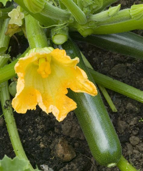 How and when to harvest zucchini flowers to eat | Homes & Gardens