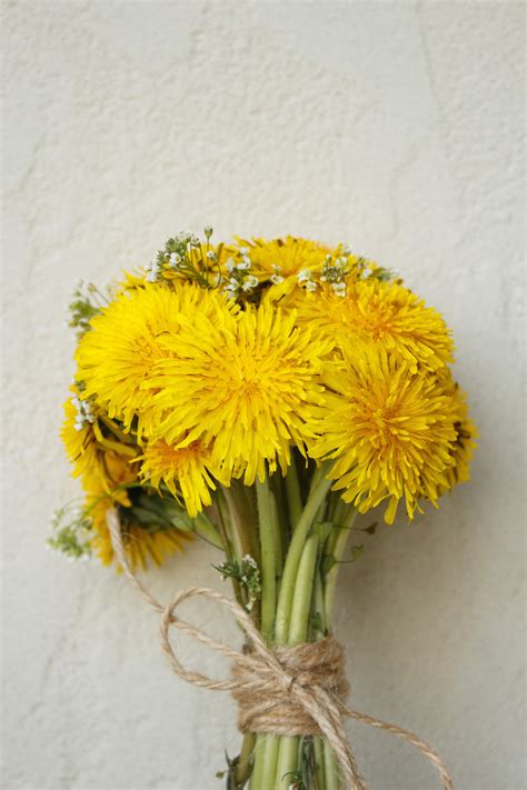 Yellow Dandelion Photos, Download The BEST Free Yellow Dandelion Stock ...