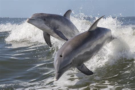 Common Bottlenose Dolphin Facts: Habitat, Diet, Conservation & More