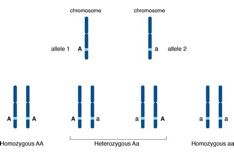 How Do Alleles Determine Traits in Genetics?