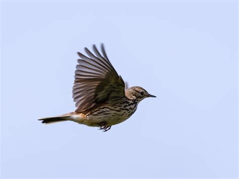 Meadow Pipit Bird Facts (Anthus pratensis) | Birdfact