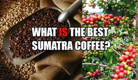 Sumatra Coffee - Coffee Brat