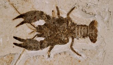 Fossil Arthropod Species - Fossil Butte National Monument (U.S ...