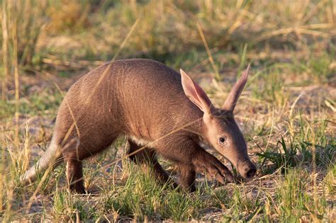 Okavango Delta - Botswana Safari | Animals, Endangered animals, Unique ...