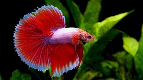 Types of Betta Fish (Which is the Perfect One for You?)